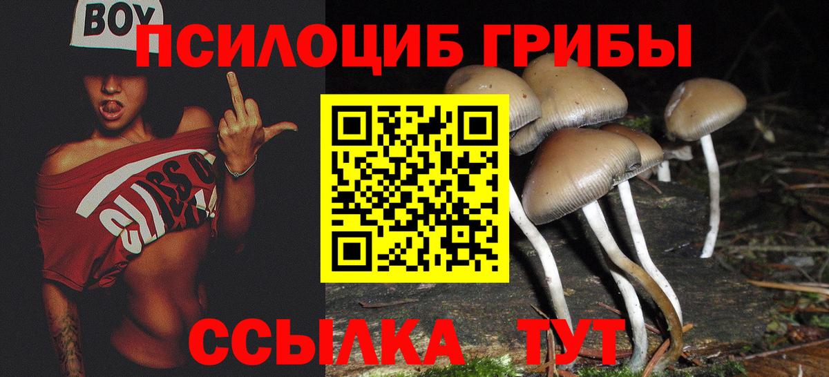 Псилоцибиновые грибы Cubensis  Вход с VPN  Нерюнгри 